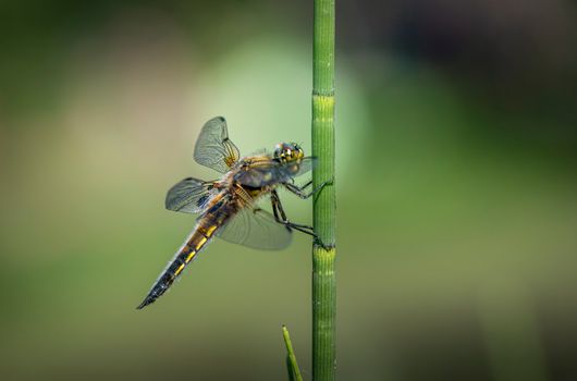Smartphone met zoekopdracht telefoonnummer Libelle en contactpagina open op het scherm